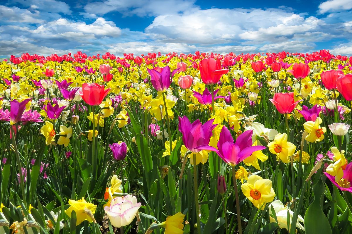 10 Curiosidades incríveis sobre a primavera EU SOU NATUREZA